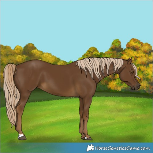 Horse Color:Chocolate Palomino 