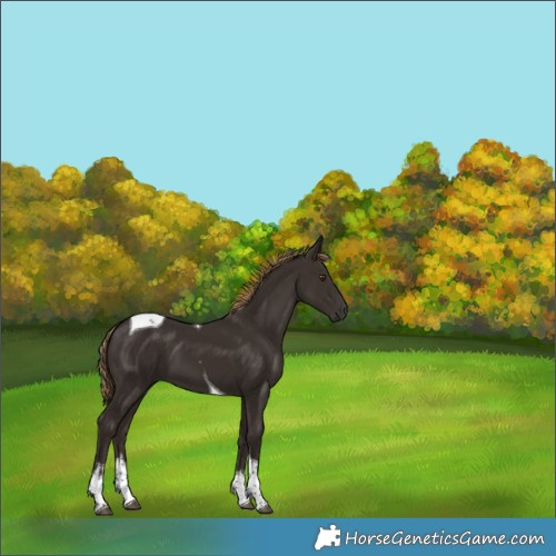 Horse Color:White Spotted Liver Chestnut Tobiano 