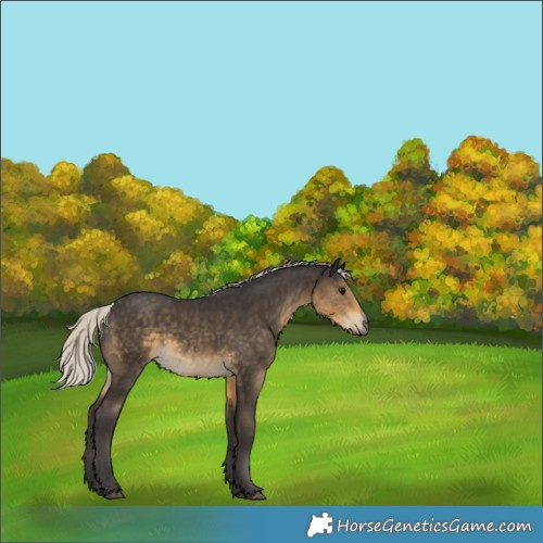 Horse Color:Silver Smoky Black 