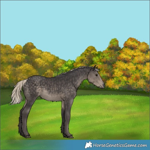 Horse Color:Silver Smoky Black Rabicano 