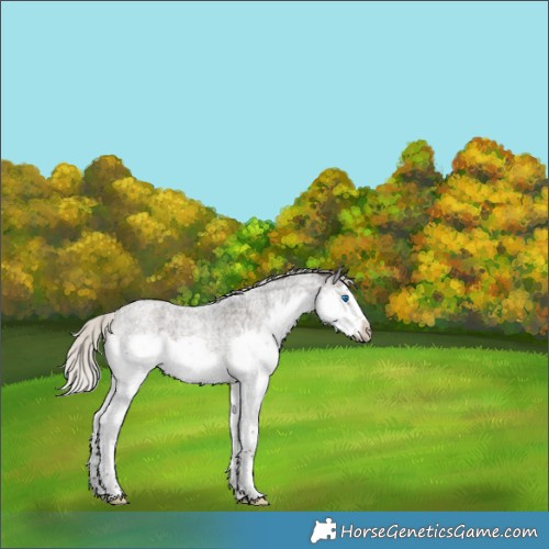 Horse Color:Silver Smoky Blue Roan Splash Frame 