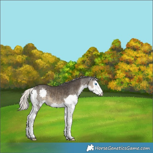 Horse Color:Silver Smoky Black Splash Rabicano 