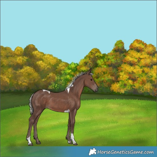 Horse Color:Silver Black Tobiano 