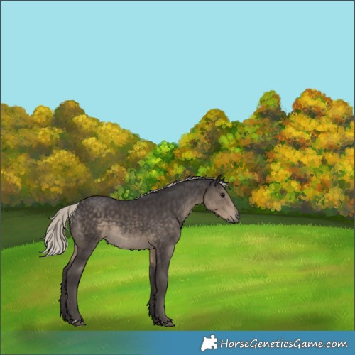 Horse Color:Silver Smoky Black 