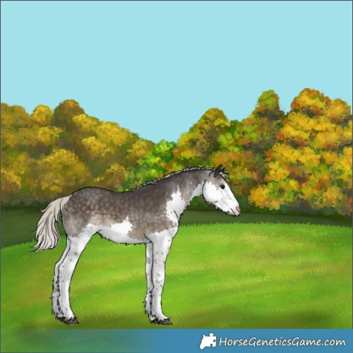 Horse Color:Silver Smoky Black Splash 