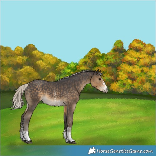 Horse Color:Silver Smoky Black Sabino 