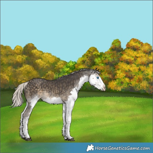 Horse Color:Silver Smoky Black Splash Frame Rabicano 