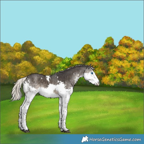 Horse Color:White Spotted Silver Smoky Black Splash Rabicano