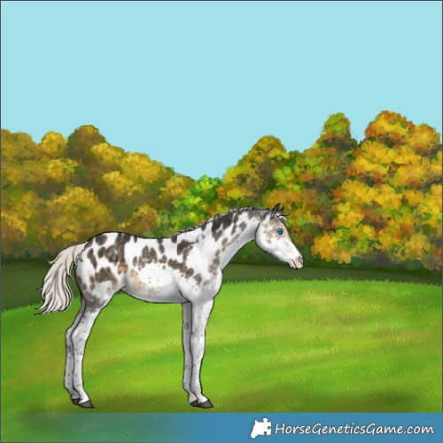 Horse Color:Silver Smoky Black Splash Near Leopard Rabicano 