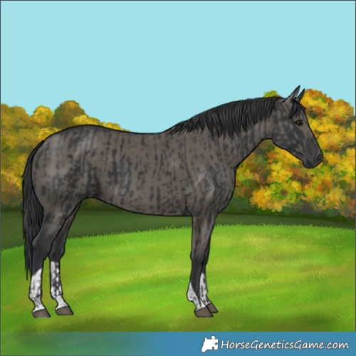 Horse Color:Black  and Grullo 