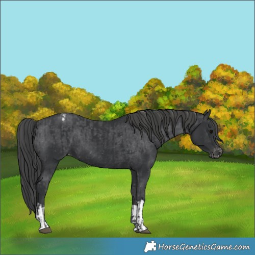 Horse Color:Black and Black Appaloosa