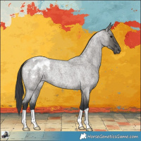 Horse Color:Grullo Roan Varnish 