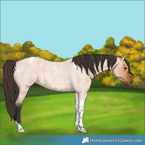 Horse Color:Bay Roan Dun Tobiano 