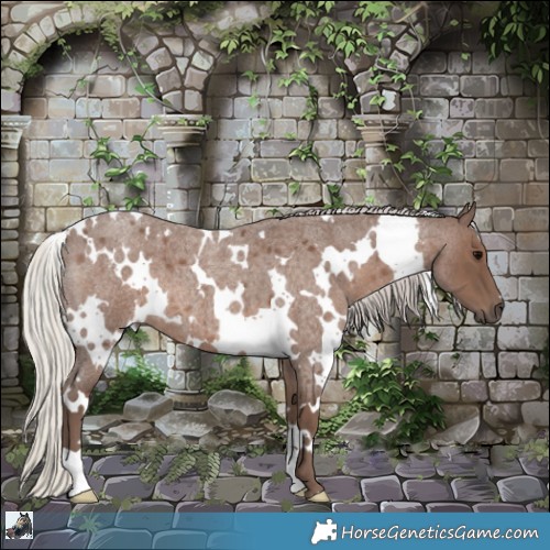 Horse Color:White Spotted Silver Blue Roan 