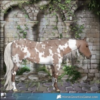 Horse Color:White Spotted Silver Blue Roan 