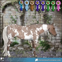 Horse Color:White Spotted Silver Blue Roan