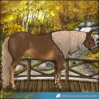 Horse Color:Chocolate Palomino