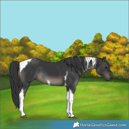 Horse Color:Black Tobiano