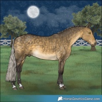 Horse Color:Silver Buckskin Dun Rabicano 