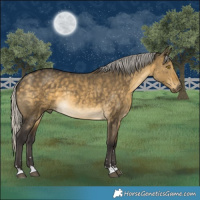 Horse Color:Silver Buckskin Dun Rabicano 