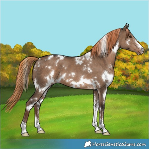 Horse Color:White Spotted Liver Red Dun Sabino 