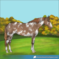 Horse Color:White Spotted Liver Red Dun Sabino 