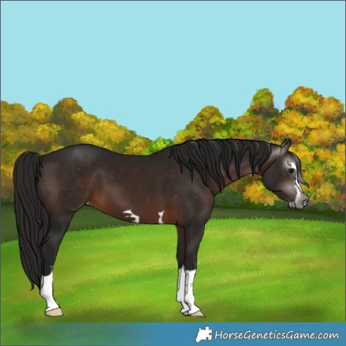 Horse Color:Gray Bay Appaloosa 