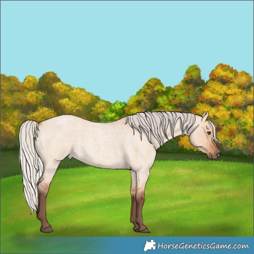 Horse Color:Silver Bay Roan Dun Rabicano 