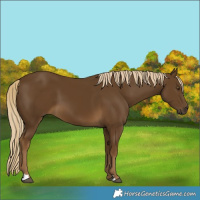 Horse Color:Chocolate Palomino 