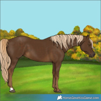 Horse Color:Chocolate Palomino 