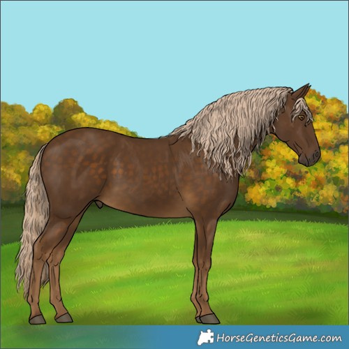 Horse Color:Chocolate Palomino 
