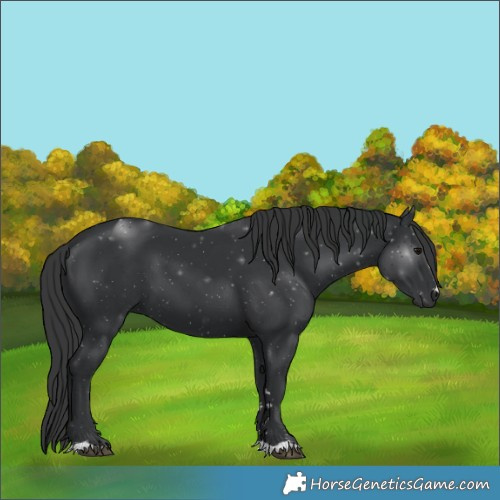 Horse Color:Black 