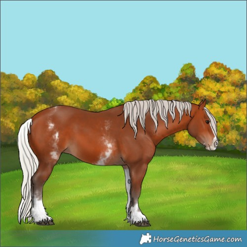 Horse Color:White Spotted Silver Bay Splash 
