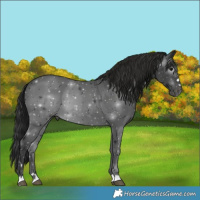Horse Color:Gray Black 