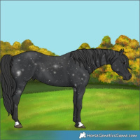 Horse Color:Black 