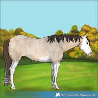 Horse Color:Buckskin Roan Splash 
