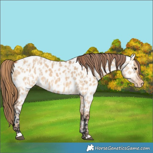 Horse Color:Red Dun Near Leopard  and Bay Dun Near Leopard 