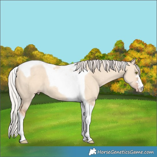 Horse Color:Silver Classic Champagne Dun Tobiano 