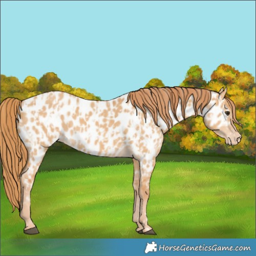 Horse Color:Red Dun Appaloosa  and Red Dun Appaloosa 