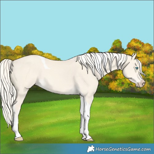 Horse Color:Cremello Dun Tobiano 