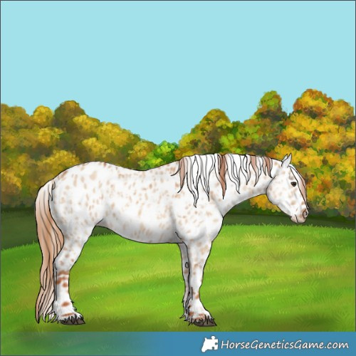 Horse Color:Red Dun Appaloosa and Red Dun Appaloosa
