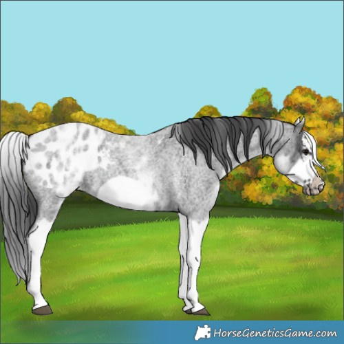 Horse Color:White Spotted Blue Roan Splash Frame Appaloosa