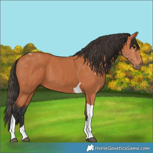 Horse Color:Bay Tobiano