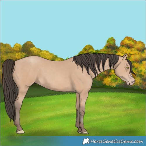 Horse Color:Amber Champagne 