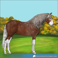Horse Color:Gray Silver Bay Splash