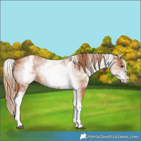 Horse Color:White Spotted Chestnut Splash 