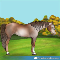 Horse Color:Gray Liver Chestnut Pearl Tobiano 