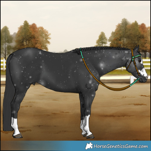 Horse Color:Black 