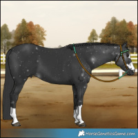 Horse Color:Black 