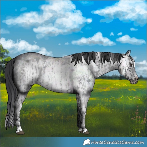 Horse Color:Blue Roan Sabino Splash and Blue Roan Sabino Splash Frame